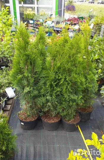 Туя смарагд 40-60 см