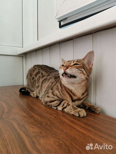 Бенгальская кошка в дар
