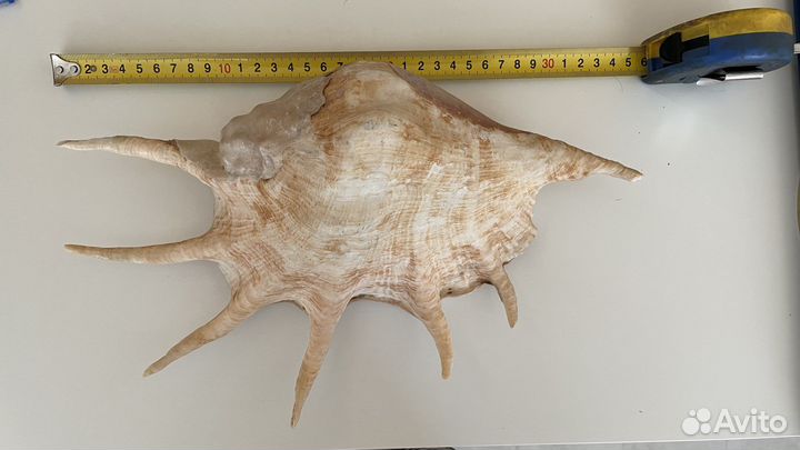 Ракушка рапана большая