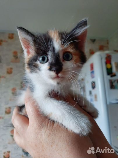 Отдам котят