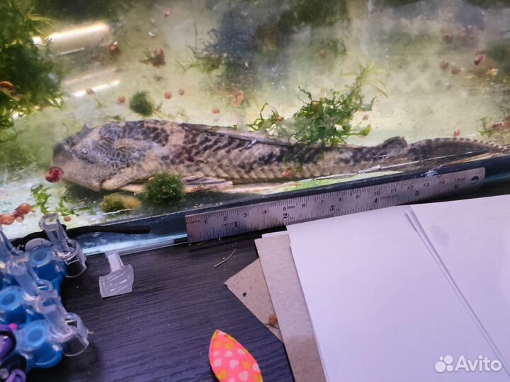 Растения рыбки