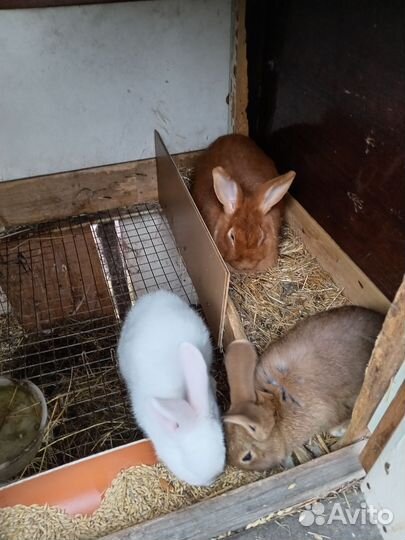 Кролики мясных пород