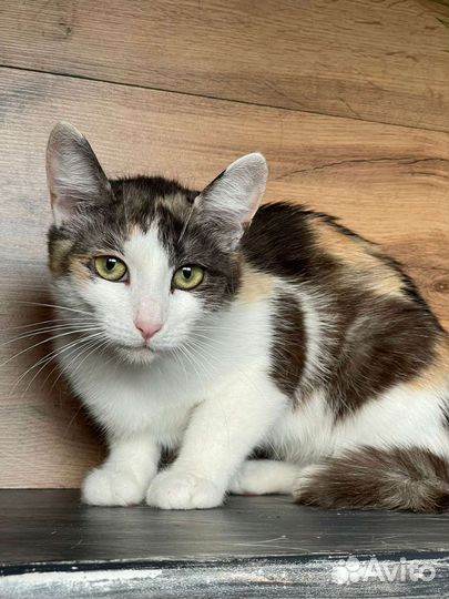 Марта в поисках дома