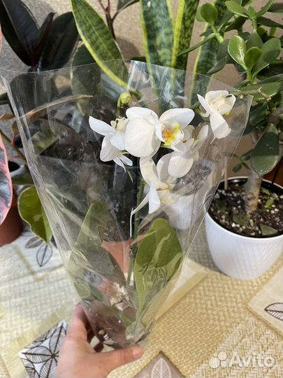 Комнатные растения цветы