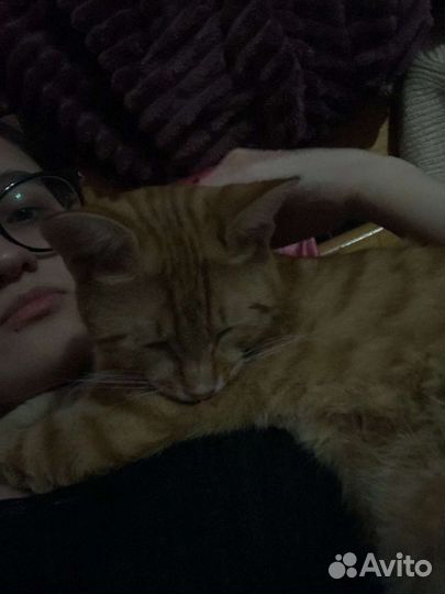 Очень ласковый котик