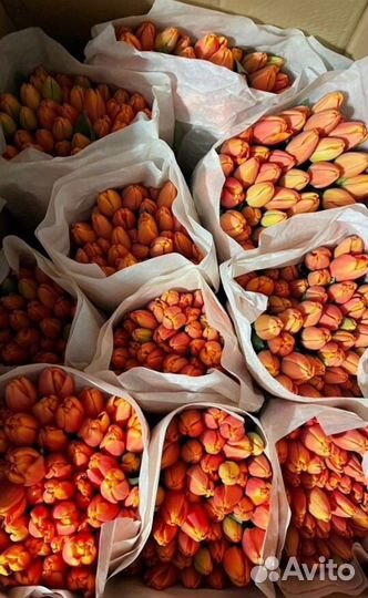 Тюльпаны к 8 марта розница/мелкий опт/организации