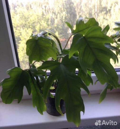 Филодендроны