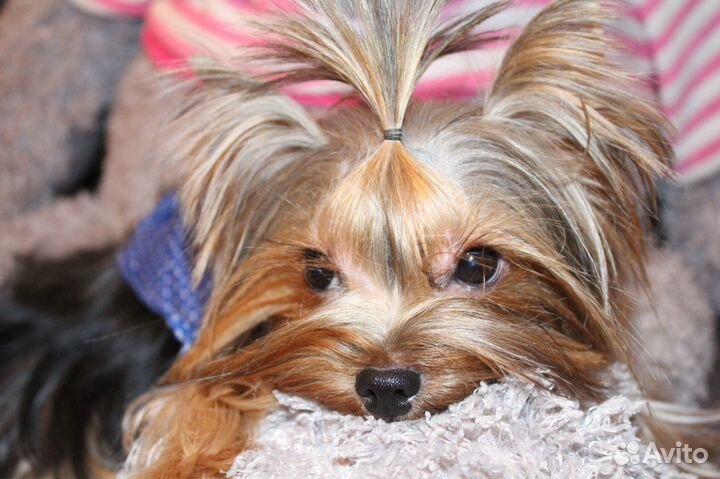 Жених мини йорк приглашает на вязку