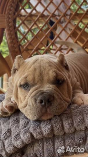 Американский булли девчонка