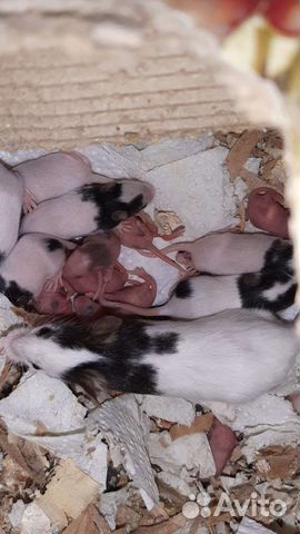 Японские мышки,восточные слепушонки, мастомисы