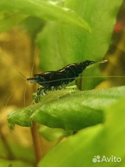 Аквариумные креветки