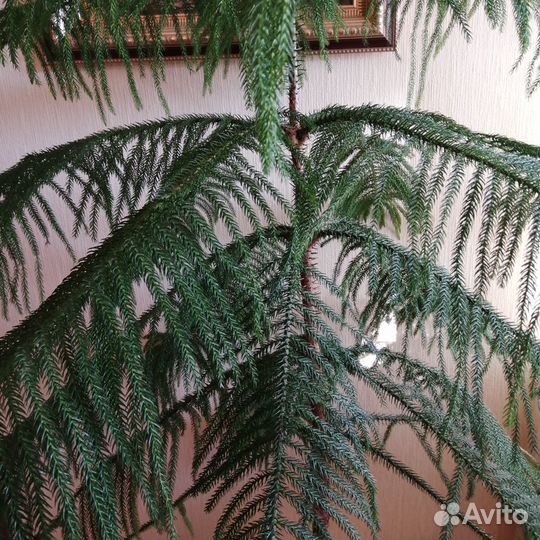 Араукарию отдаю в дар