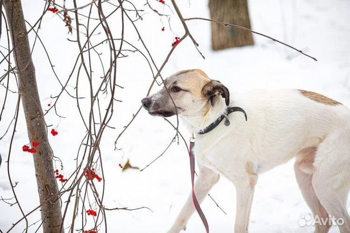 Молодой пес в добрые руки