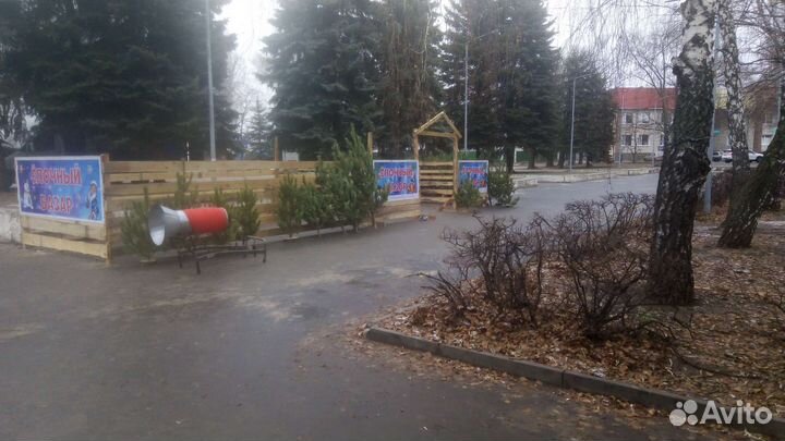 Новогодние елки сосны