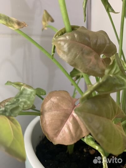 Сингониум Неон Пинк