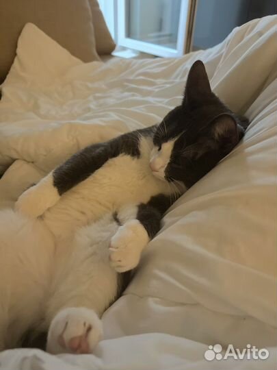 Отдам кота в добрые руки