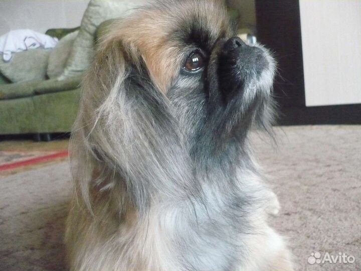 Вязка пекинес нужен кобель