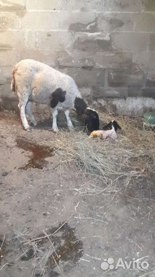 Овцы дорпер