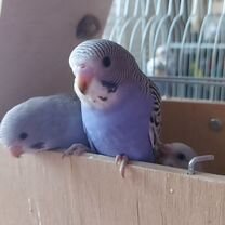 Птенцы волнистый попугай