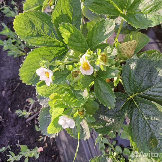 Клубника ремонтантная Мурано