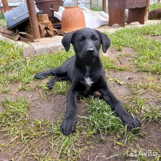 Щенок дратхаара