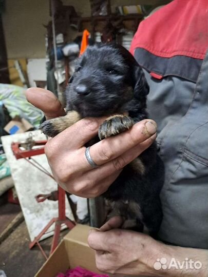 Милые девочки щенки в добрые руки