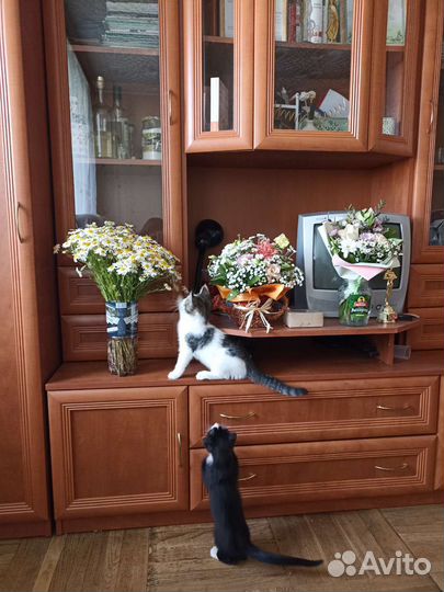 Кошка Венера