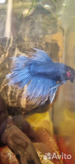 Петухи рыбки