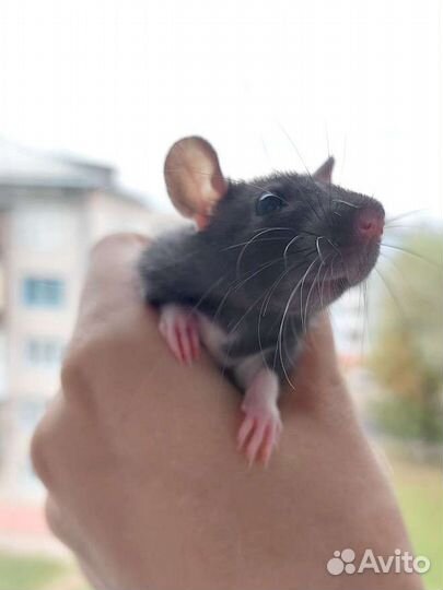 Передержка животных, цветов