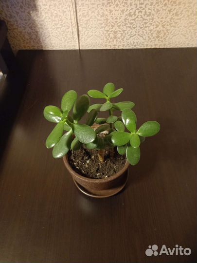 Фикус,замиакулькас,спатифилум,и др цветы