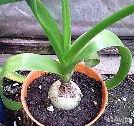 Индийский лук (птицемлечник)