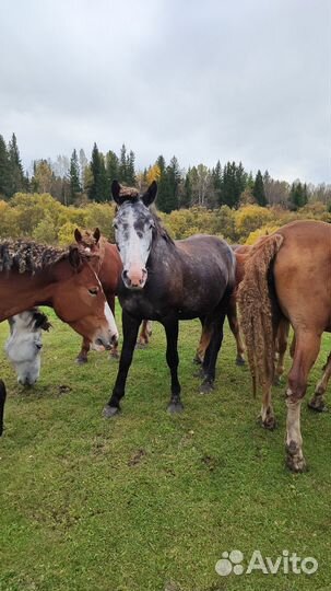 Кобыла жеребая