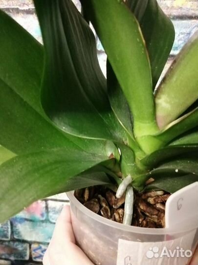 Орхидея фаленопсис