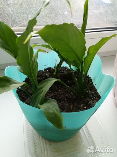 Спатифиллум (женское счастье)