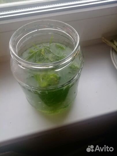 Водоросли для аквариума