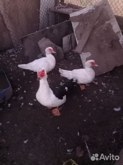 Гуси и утки