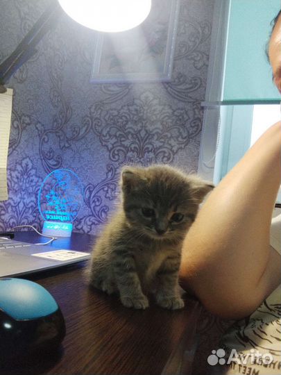 Котенок в дар бесплатно