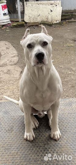 Питбультерьер вязка