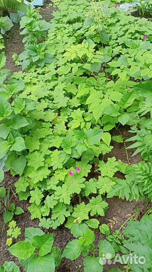 Пеларгония уличная многолетняя