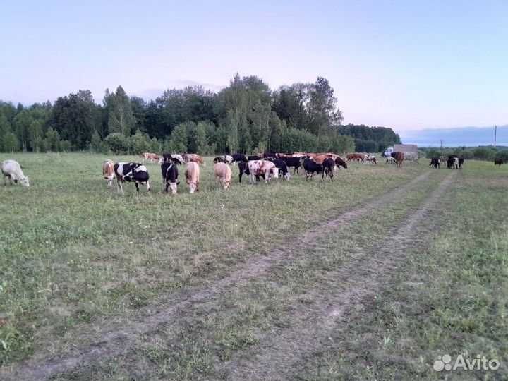 Корова на мясо и быки