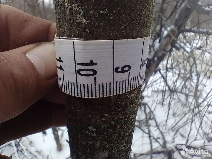 Клён Остролистный Высота 4метра штамбовой