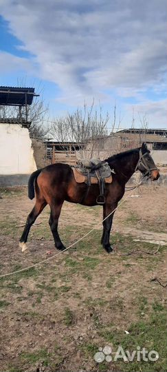 Жеребец 2,3 года