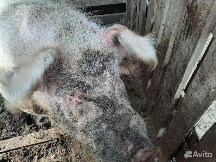 Хряк рабочий