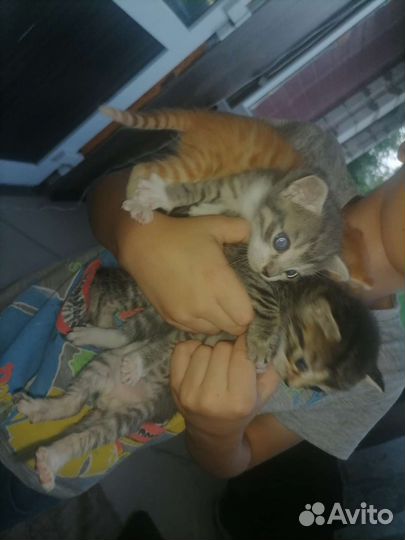 Котята в дар бесплатно