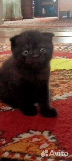 Котёнок мальчик