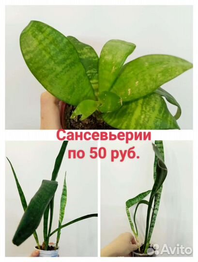 Сансевьерии