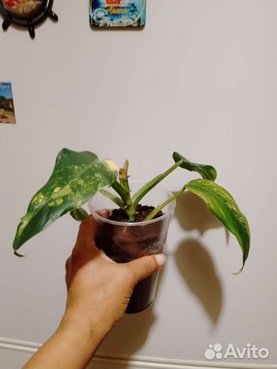 Филодендрон доместикум