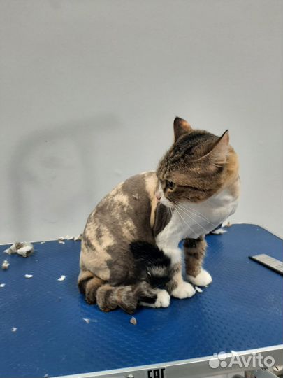 Стрижка котов