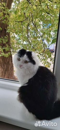 Отдам кота в добрые руки