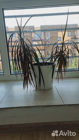 Пальма драцена